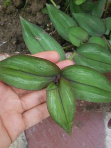 Turtle Vines ( Wandering Jew ) Plants