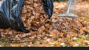 Dry Leaves