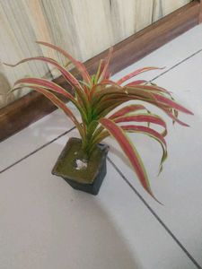 2 Flower Pots