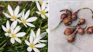 White Rain Lily Bulbs 25/-