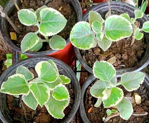 Mexican Mint Plant