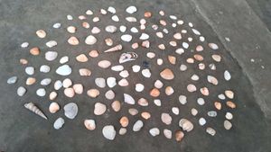 Sea Shells From Andhra Pradesh 130 Shell