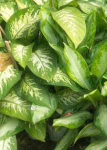 Combo Of 2 Variety Agloneama Plant