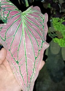 Different Verity Of Plants