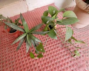 Set 2  Money Plant & Mose In The Cardle Plan