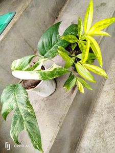 Variegated Epipremnum Pinnatum & Dracaena Bundle