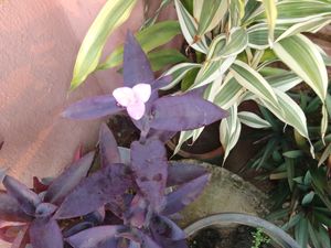 Choose Any Plant @49rs