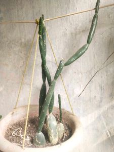 Cactus Only Single Shoot With Root,
