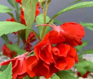 Red Balasam Seeds 10 Per Packet