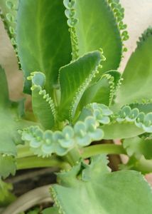 Bryophyllum