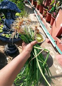 Spring Onion Seeds