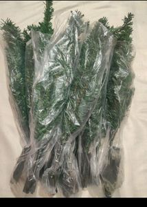 Christmas Tree Without Decoration