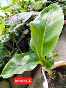 Banana N Fishbone Cactus Combo