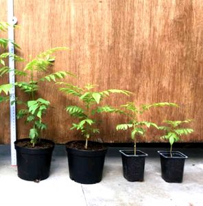 3 COMBO🤩🤩🤩 CURRY PLANT / Kadi Patta 😍😍