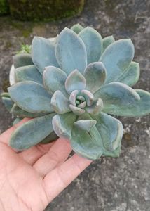 Variegated Succulent Plant