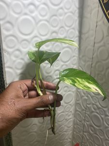 Money Plant