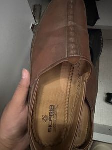 Sicaria Tan Bellies Wore Thrice Only With Box