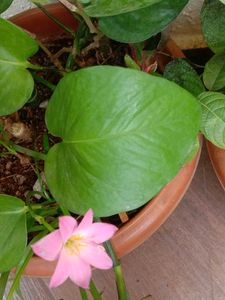 Plant Combo Of10