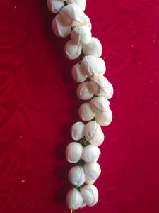 Gajra Plain White 🤍