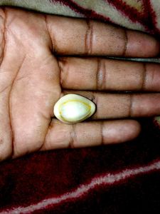 Cowrie Shell