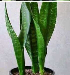 Snake Plant