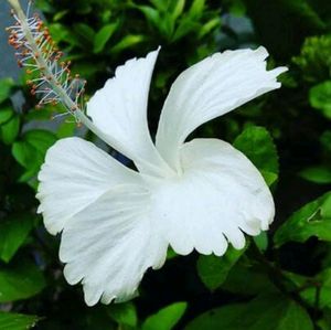Bilva Patra With White And Yellow Hibiscus  Plant