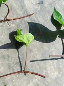 Six Morning Glory Saplings