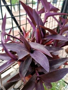 PurpleHeart 4-5 Real With Root