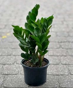 aglenoma, syngonium and zz plant  both plants