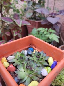 Succulent #3 (3 Laxmikamal)