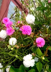 Table Rose Plant