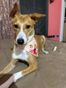 Cute Dog Scarf floral 🌸
