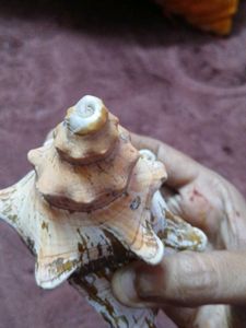 Beautiful Conch Shell