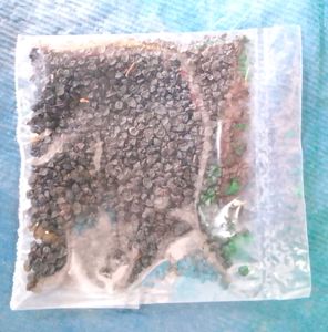 Onion Seeds ( Per Packet 2000 Seed )