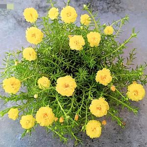 Combo Of Portulaca