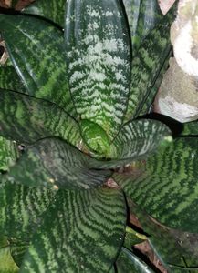 Snake Plant(Dwarf type)