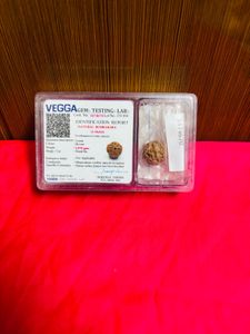 original 4mukhi rudraksha