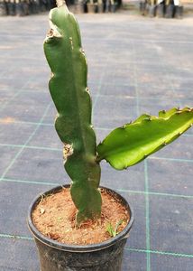 dragon fruit plant