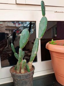 White Cactus Plant With Buds