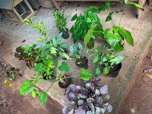 11 Live Root Plants