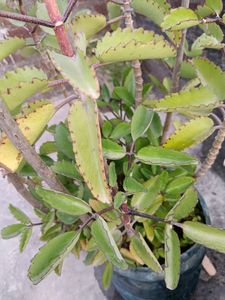 Patharchurn Plant