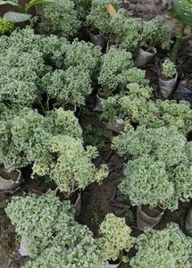 Original Aralia Ball Indoor /Outdoor Live Plant