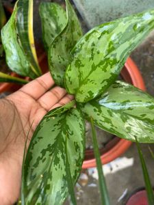 Aglaonema Chinese Evergreen