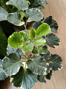 Shield aralia (plum arali) with pot
