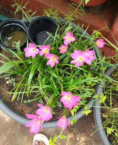 Pink Rain Lilly Bulbs