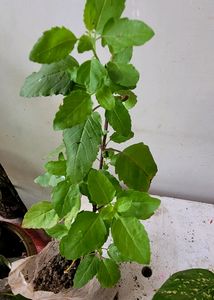 Set 2 Plants🪴