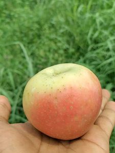 Kashmir Fres apples