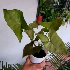 Evergreen Arrowhead Plant 🌵 &amp; Pot