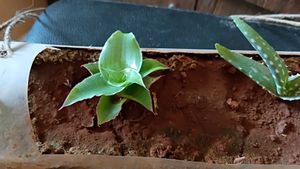 Baby Basket plant and Aloe vera pup