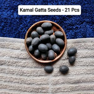 Original Kamal Gatta Lotus Seeds 21 Pcs Lakshmi P